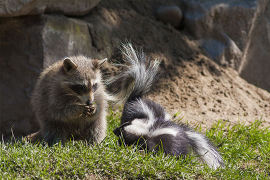 Ratons et moufettes se nourrissant de vers blancs Ratons et moufettes se nourrissant de vers blancs