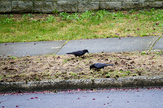Oiseaux se nourrissant de vers blancs Oiseaux se nourrissant de vers blancs