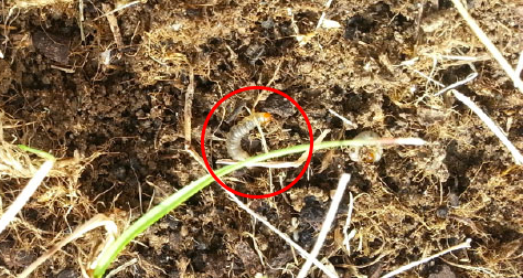 Exemple de pyrale des prés au stade larvaire Stade larvaire de la pyrale des prés